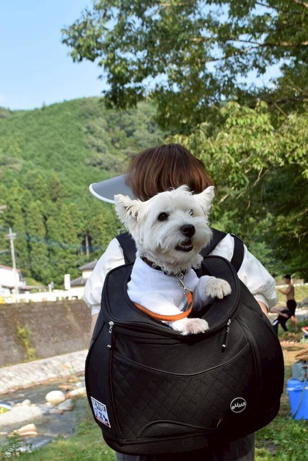 チワワ　まりちゃんの願望