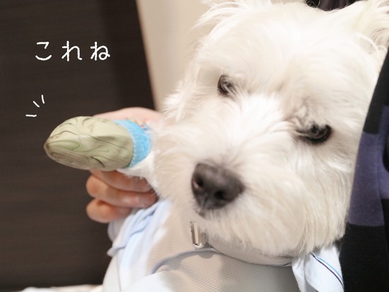 【ウエスティ】お散歩、夏スタイル