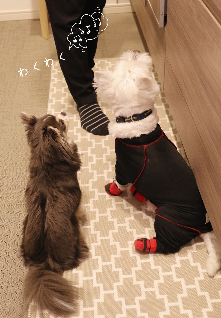 皮膚 ささみおやつ作り たかシェフのおうちごはん と 白い犬 と チワワ Powered By ライブドアブログ