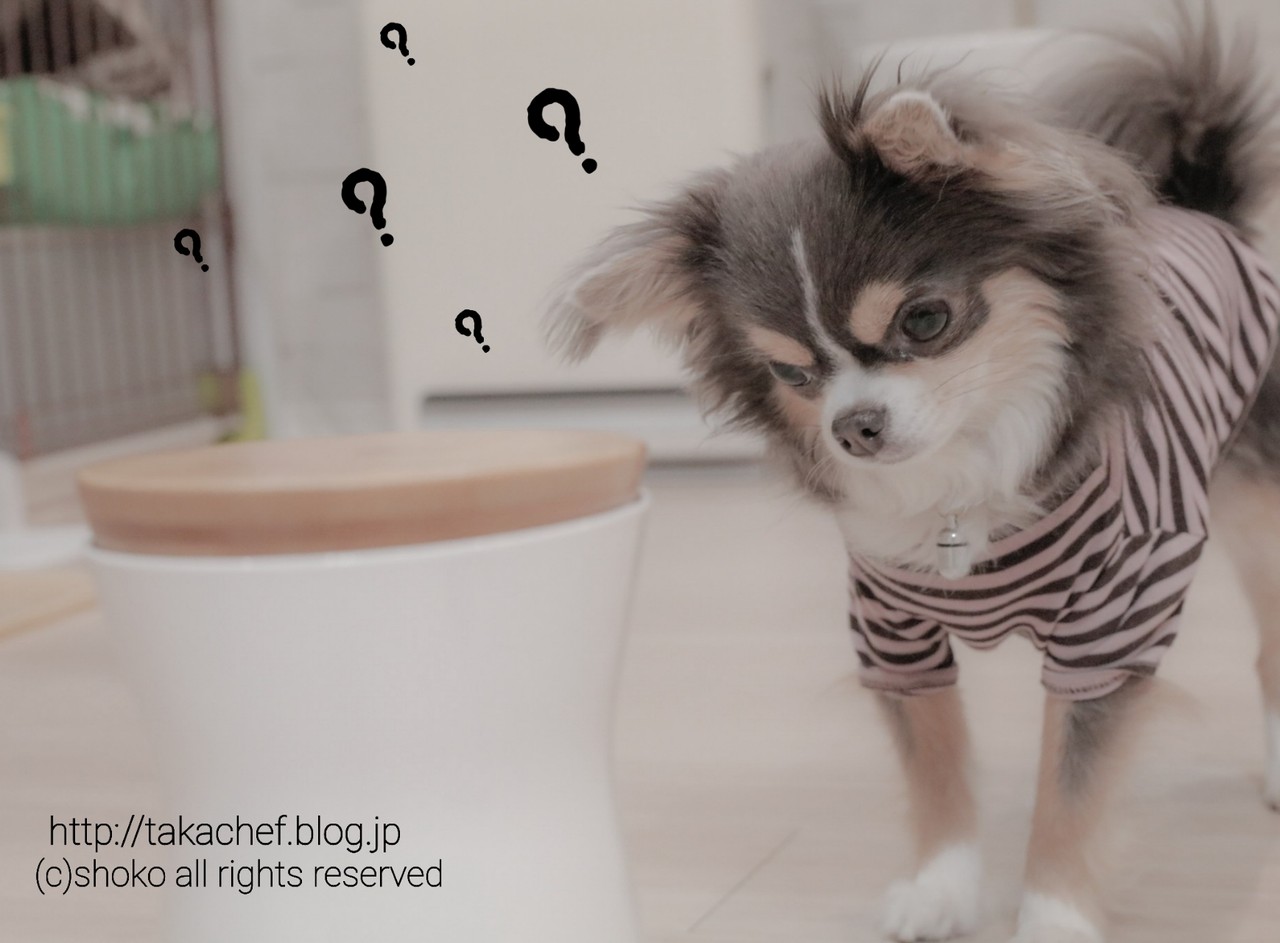 チワワ Furbo ファーボ とご対面 たかシェフのおうちごはん と 白い犬 と チワワ Powered By ライブドアブログ