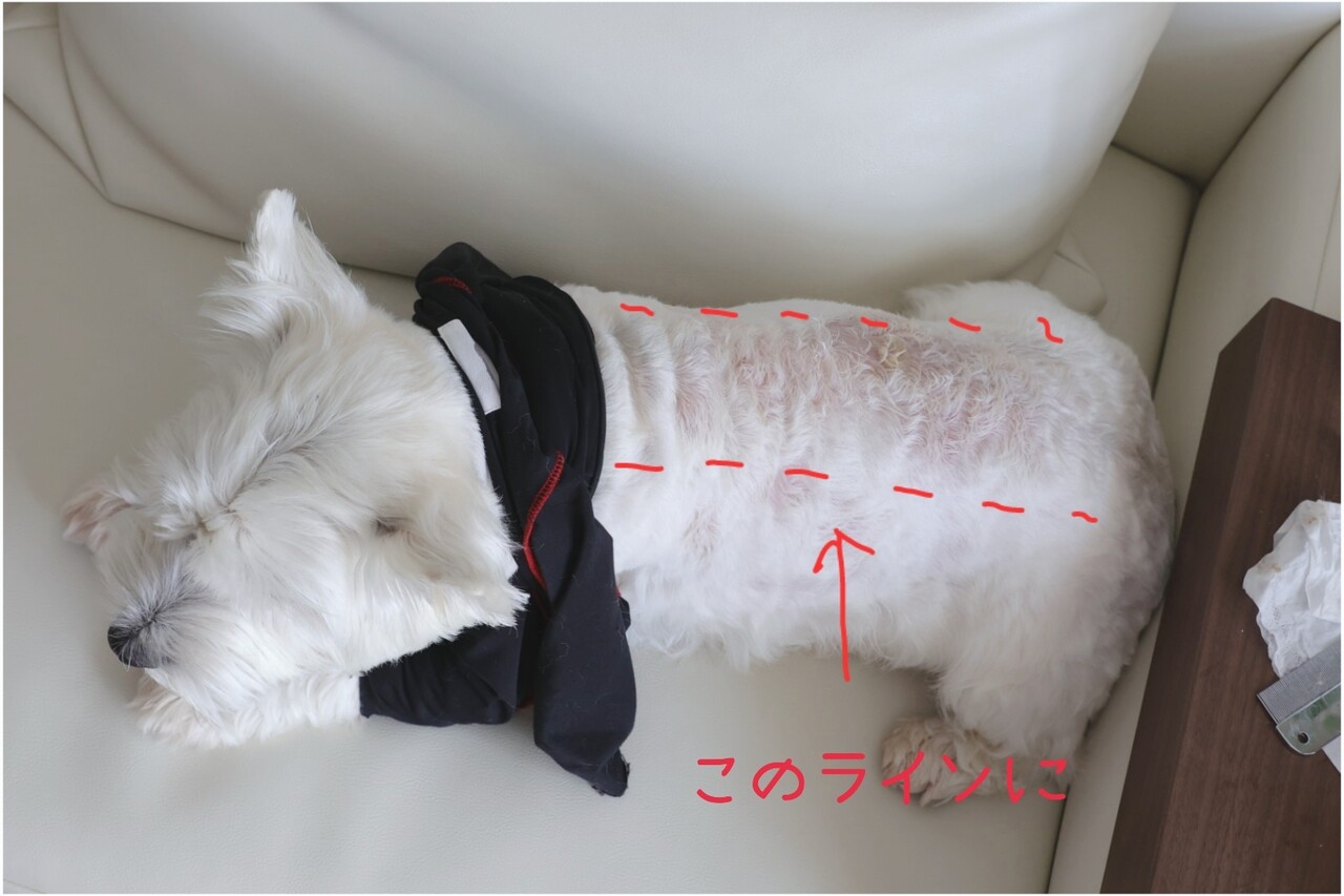 アトピー性皮膚炎 飼い主の楽しみの脂とり たかシェフのおうちごはん と 白い犬 と チワワ Powered By ライブドアブログ