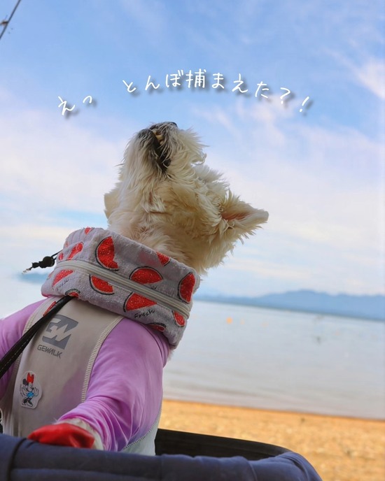 【猪苗代湖】トンボが大発生！虫との戦いと、犬のゆきちがまさかの…！？