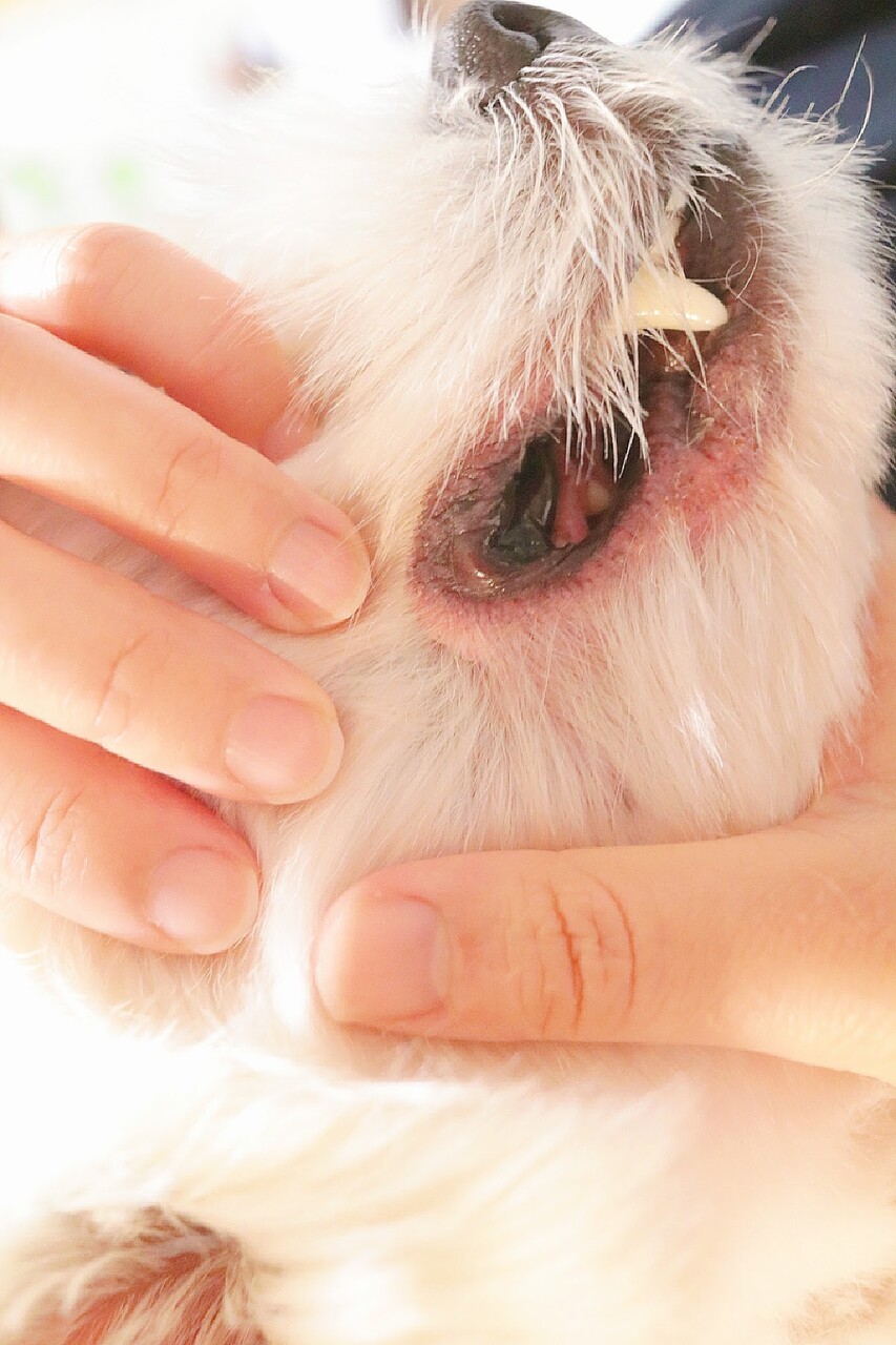最近の皮膚事情 そういえば 口のまわりよくなったなぁ たかシェフのおうちごはん と 白い犬 と チワワ Powered By ライブドアブログ 最近の皮膚事情 そういえば 口のまわりよくなったなぁ たかシェフのおうちごはん と 白い犬 と チワワ Powered By ライブドアブログ