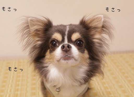 チワワ ロングコートチワワのトリミングのタイミングって たかシェフのおうちごはん と 白い犬 と チワワ Powered By ライブドアブログ