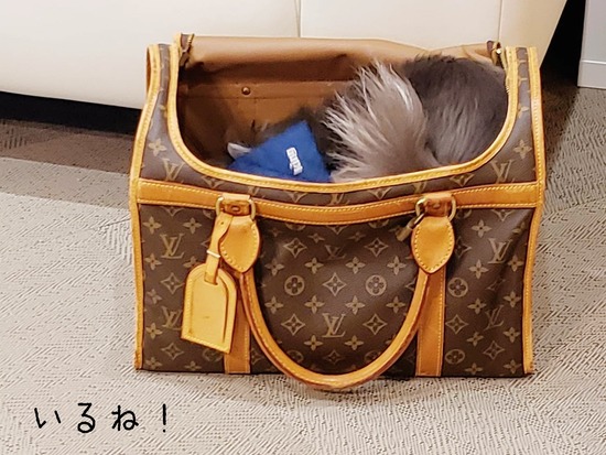 【チワワ】ルイ・ヴィトンの思い出