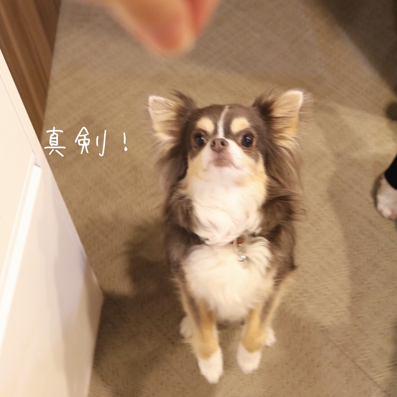 犬 飼い主ともども食いしん坊 たかシェフのおうちごはん と 白い犬 と チワワ Powered By ライブドアブログ 犬 飼い主ともども食いしん坊 たかシェフのおうちごはん と 白い犬 と チワワ Powered By ライブドアブログ
