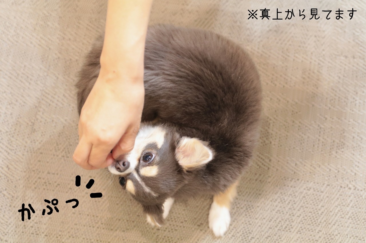 チワワ 芸はなくとも いいんだって たかシェフのおうちごはん と 白い犬 と チワワ Powered By ライブドアブログ チワワ 芸はなくとも いいんだって たかシェフのおうちごはん と 白い犬 と チワワ Powered By ライブドアブログ
