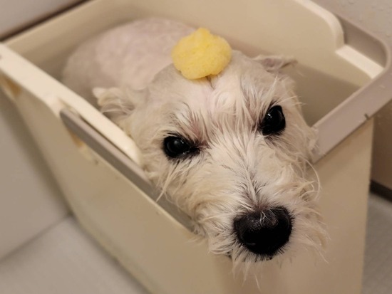 皮膚の悪い犬が“臭くなくなった日”の奇跡