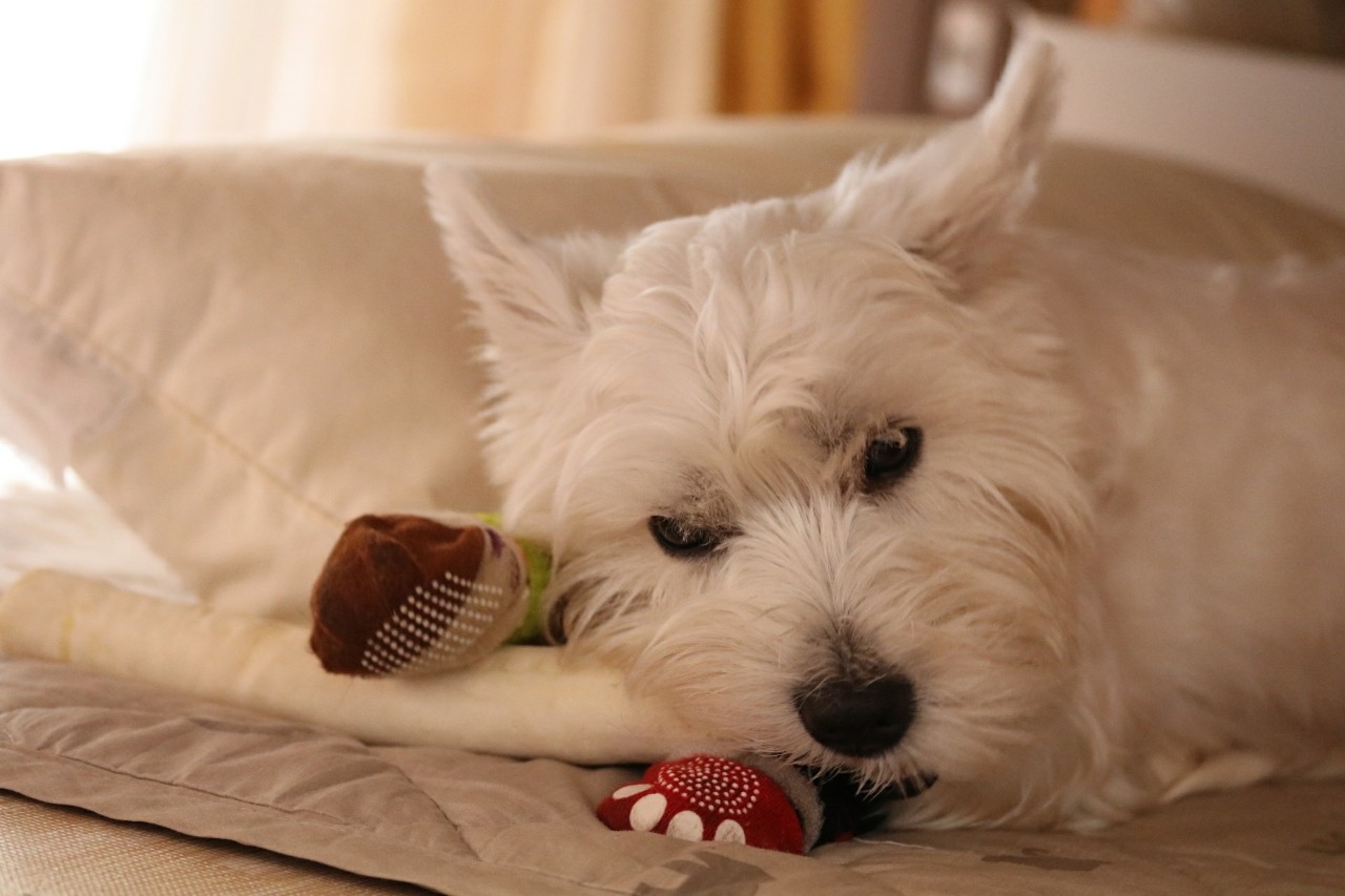 犬 白い犬 たかシェフのおうちごはん と 白い犬 と チワワ Powered By ライブドアブログ