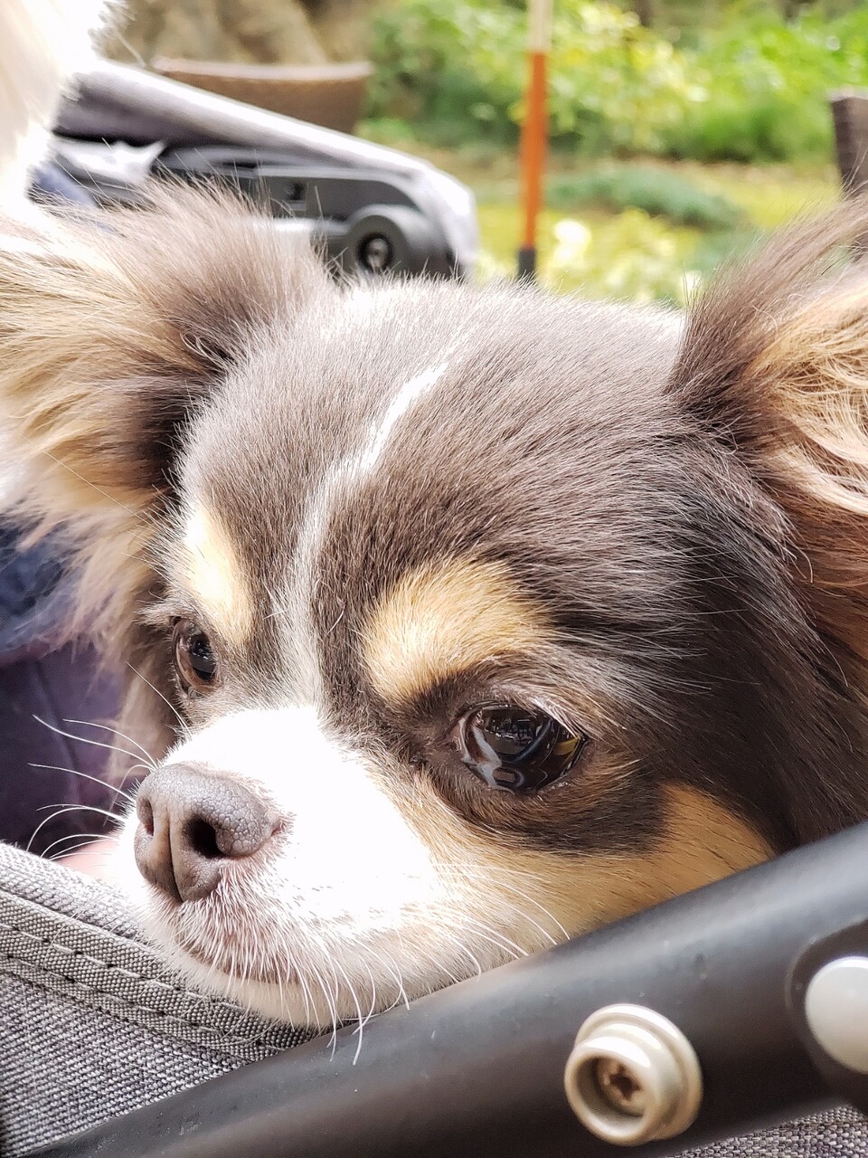 犬とおでかけ お昼ごはんなう たかシェフのおうちごはん と 白い犬 と チワワ Powered By ライブドアブログ 犬とおでかけ お昼ごはんなう たかシェフのおうちごはん と 白い犬 と チワワ Powered By ライブドアブログ