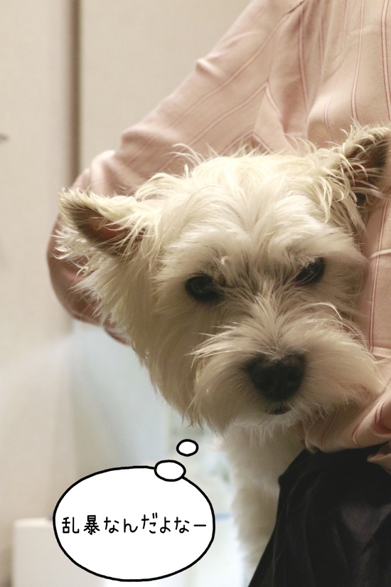 21-12-08-16-10-05-493_deco