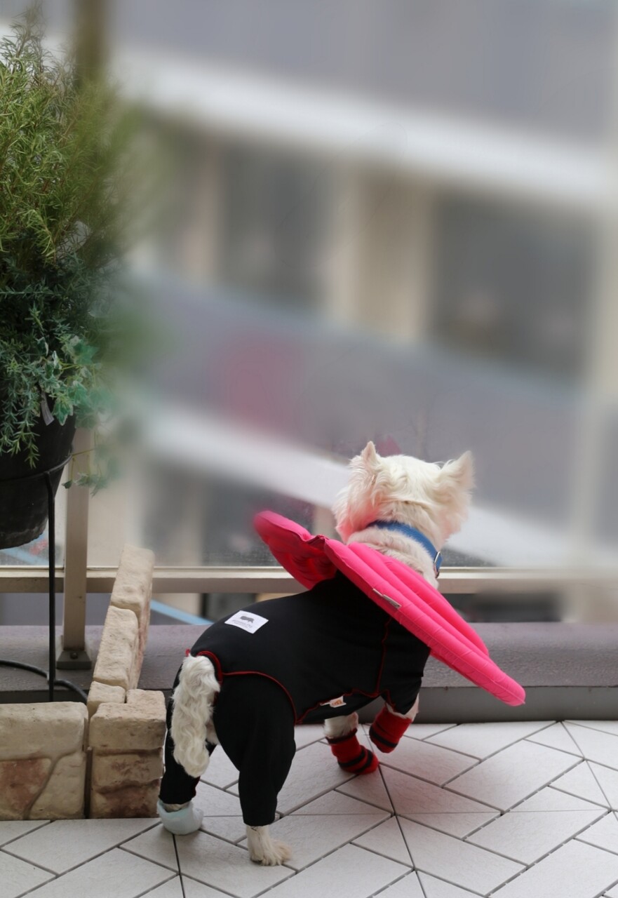 えっ たかシェフのおうちごはん と 白い犬 と チワワ Powered By ライブドアブログ