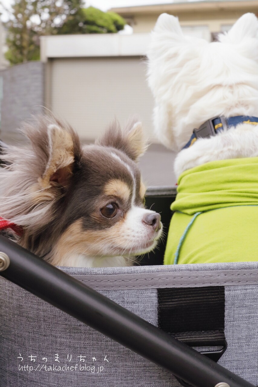 チワワ 美人さんと言われるのだが たかシェフのおうちごはん と 白い犬 と チワワ Powered By ライブドアブログ