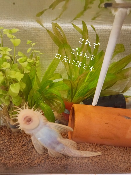 最近のでっかい君