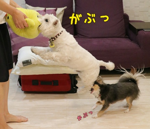 黄色い君２号　