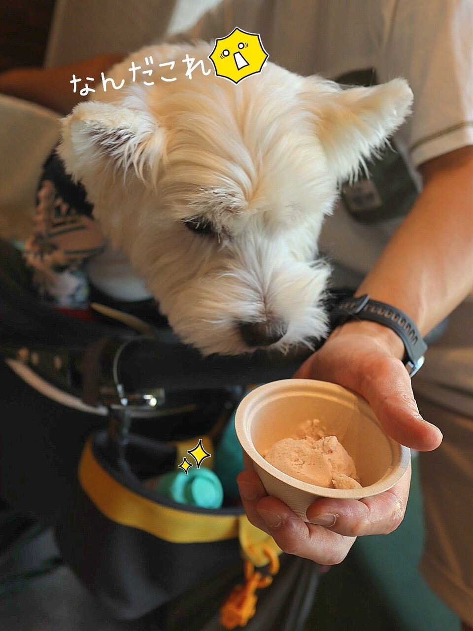 坂上カフェで、感心したこと : たかシェフのおうちごはん。と、白い犬