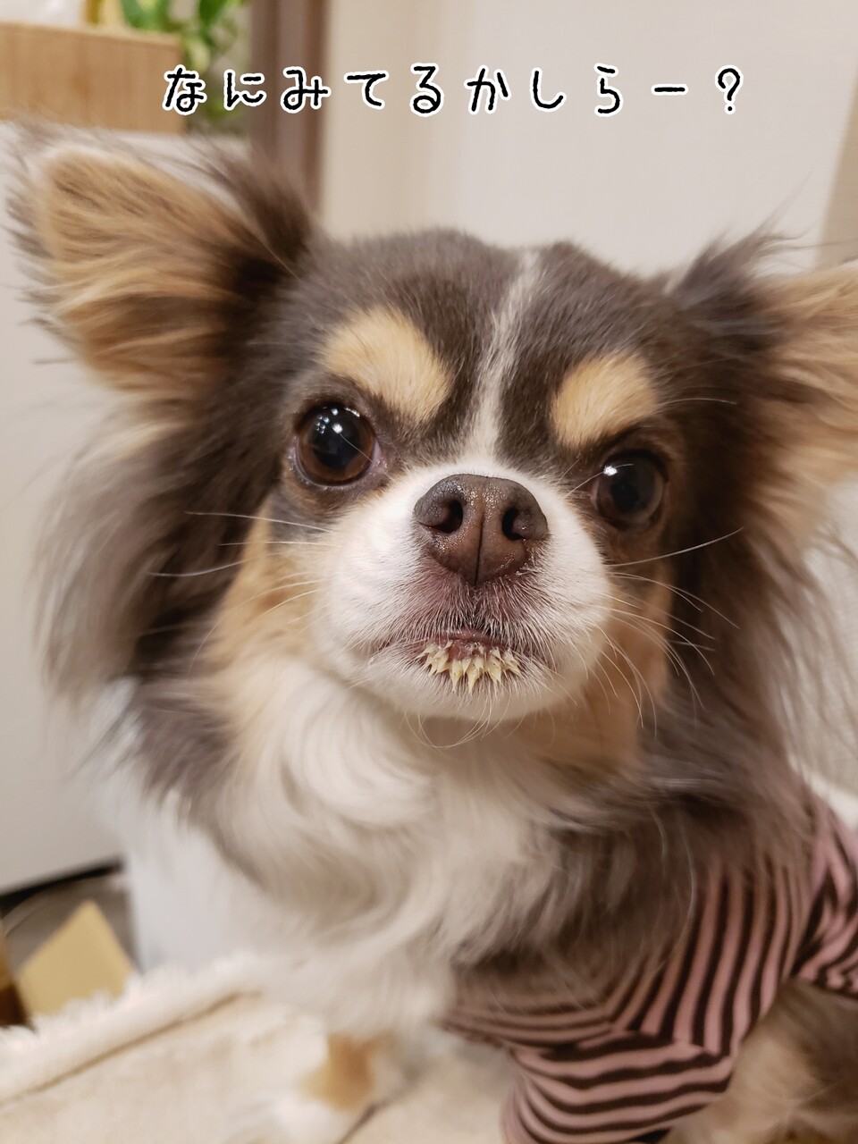 チワワ おひげ 生えた たかシェフのおうちごはん と 白い犬 と チワワ Powered By ライブドアブログ チワワ おひげ 生えた たかシェフのおうちごはん と 白い犬 と チワワ Powered By ライブドアブログ