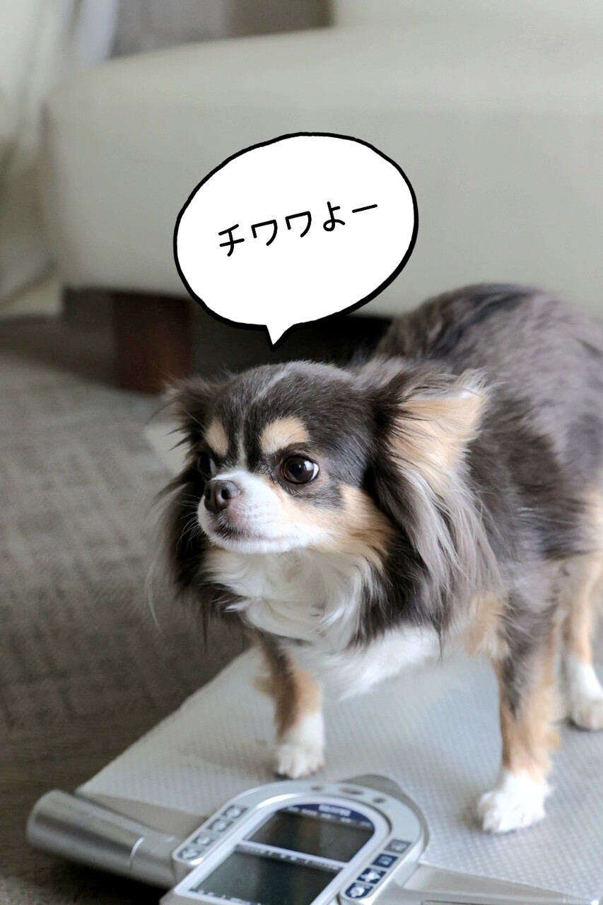 体重測定 チワワ編】 チワワの定義 : たかシェフのおうちごはん。と