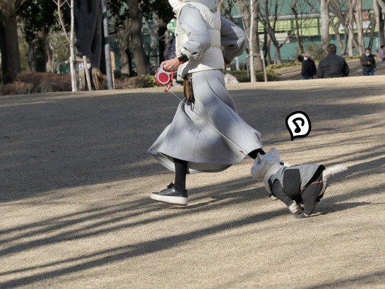 【犬】お散歩びより