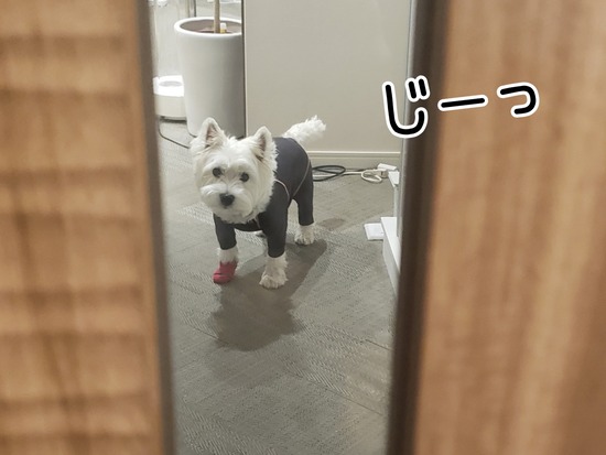 21-10-24-17-13-30-188_deco