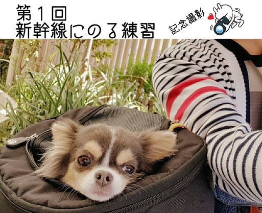 【犬OK　カフェ】LINEだより。~新幹線にのる練習編~