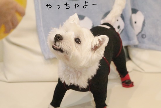 【ウエスティ】ボール遊びチャレンジ　1日目