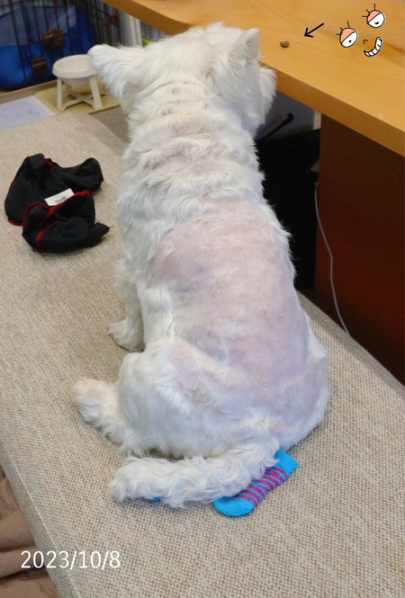 23-10-08-06-33-53-519_deco