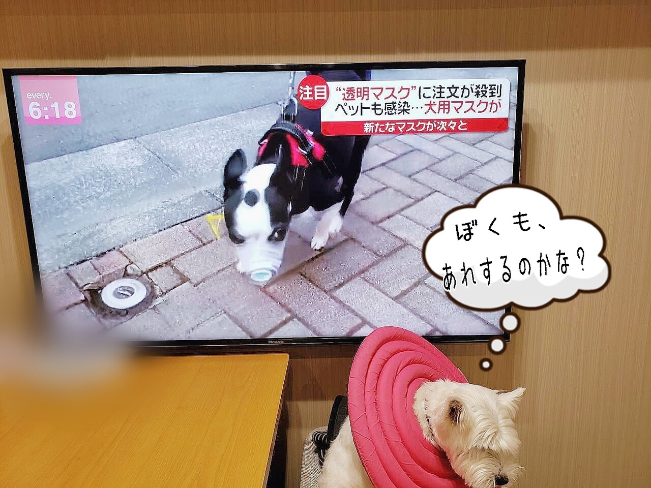 ウエスティ 犬がコロナに感染するのか気になっていたさなかの気になったニュース２つ たかシェフのおうちごはん と 白い犬 と チワワ Powered By ライブドアブログ