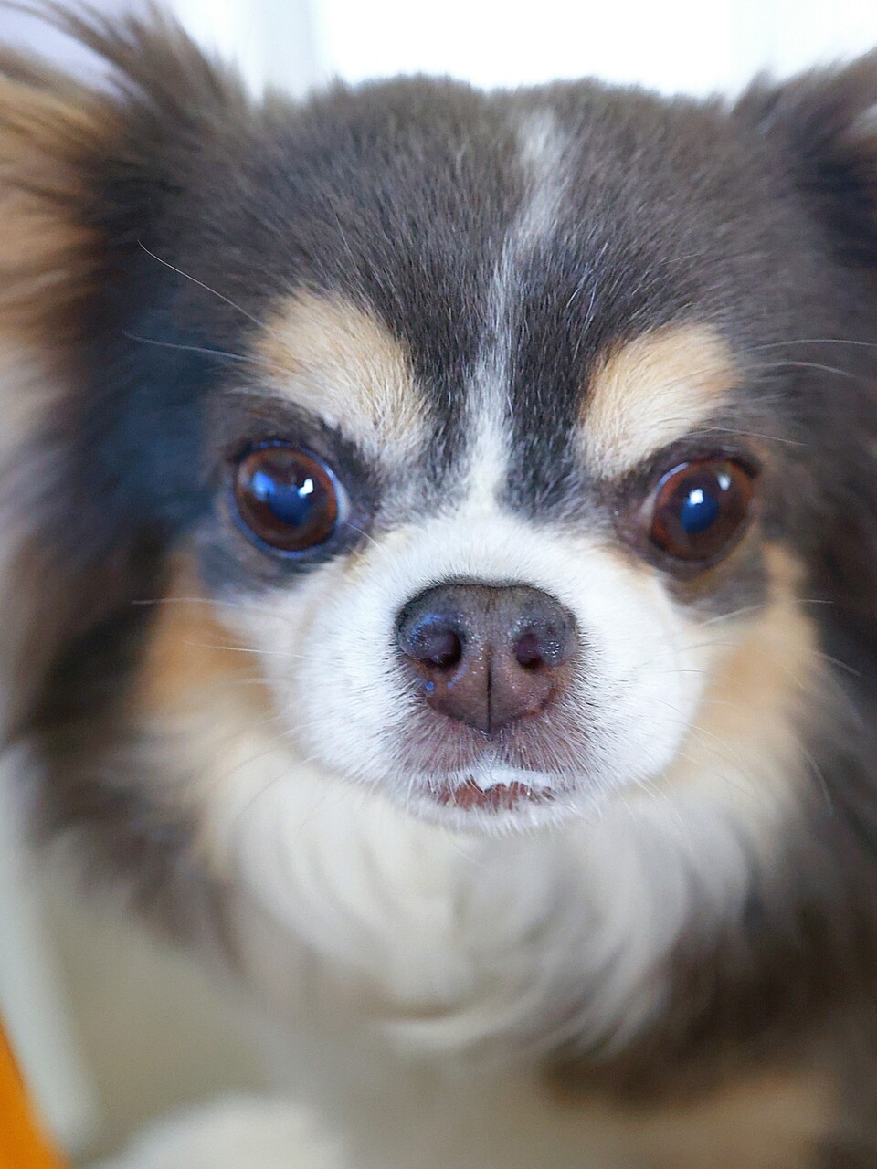 名は、まだない。 : たかシェフのおうちごはん。と、白い犬。と
