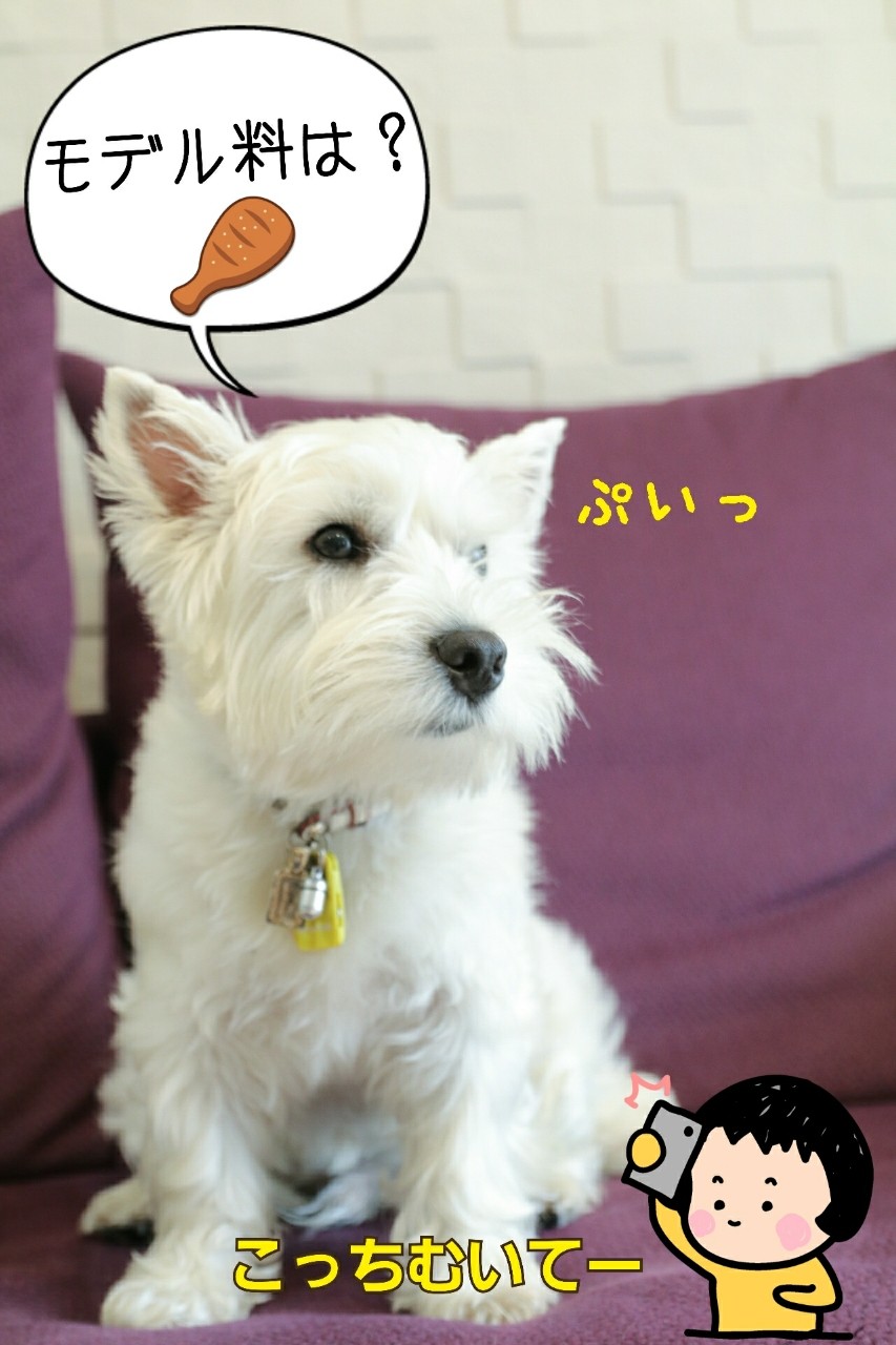 犬の写真を撮る時にカメラ目線をもらう方法 笑 たかシェフのおうちごはん と 白い犬 と チワワ Powered By ライブドアブログ 犬の写真を撮る時にカメラ目線をもらう方法 笑 たかシェフのおうちごはん と 白い犬 と チワワ Powered By ライブドアブログ