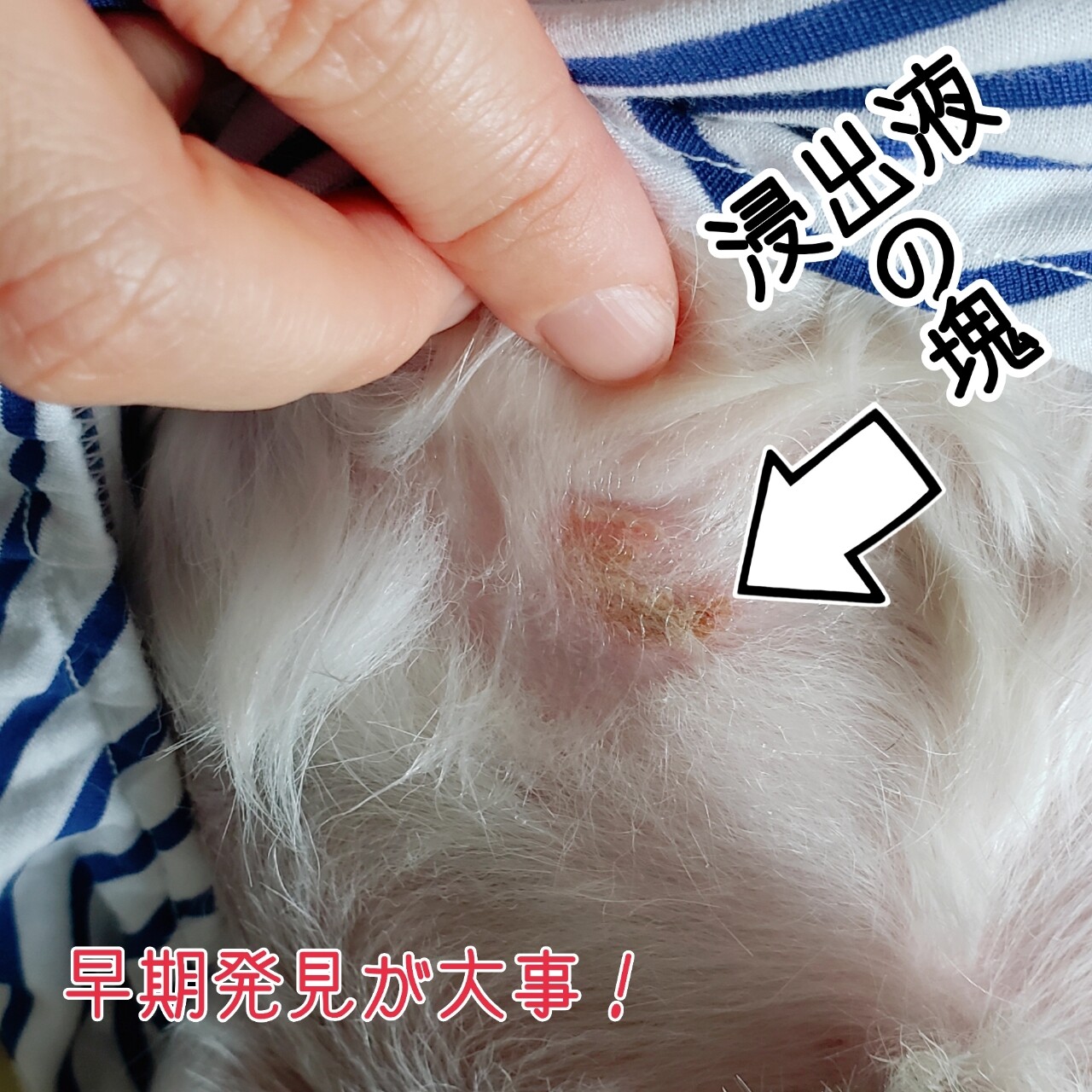 諸悪の根元のかさぶたをとるべし たかシェフのおうちごはん と 白い犬 と チワワ Powered By ライブドアブログ