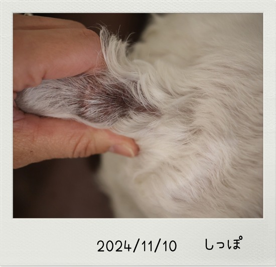 しっぽ