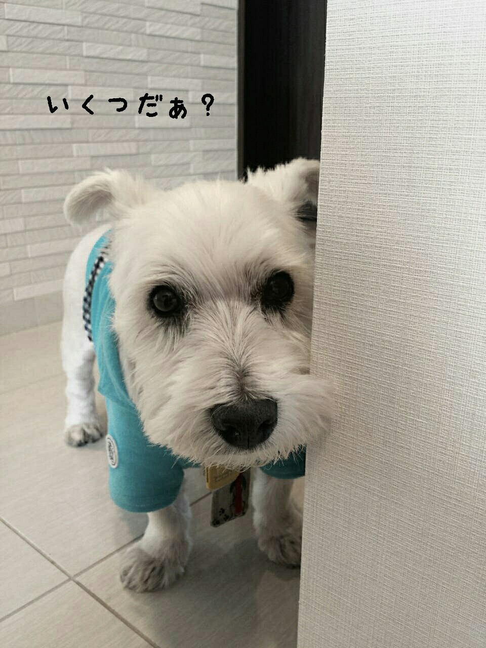 ブランカの年齢 と歯医者について思う たかシェフのおうちごはん と 白い犬 と チワワ Powered By ライブドアブログ
