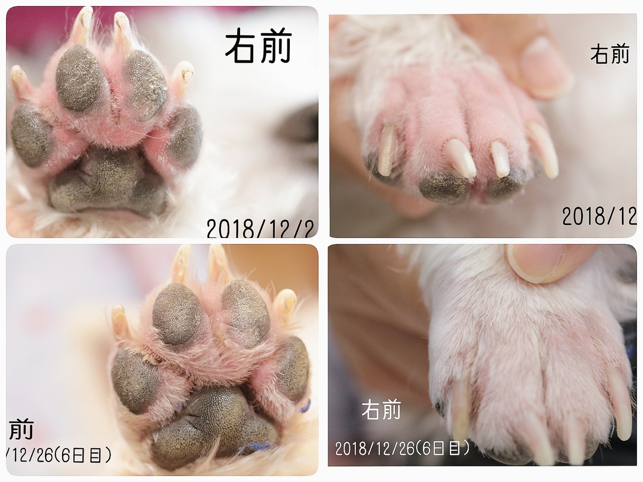 皮膚 指間炎 治療6日目経過 たかシェフのおうちごはん と 白い犬 と チワワ Powered By ライブドアブログ