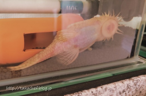 【水槽ワールド】でっかい君、どうした？