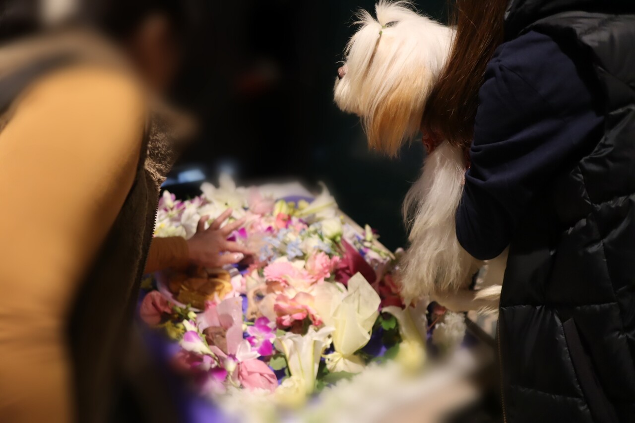 お別れ さようなら 星夏ちゃん たかシェフのおうちごはん と 白い犬 と チワワ Powered By ライブドアブログ お別れ さようなら 星夏ちゃん たかシェフのおうちごはん と 白い犬 と チワワ Powered By ライブドアブログ