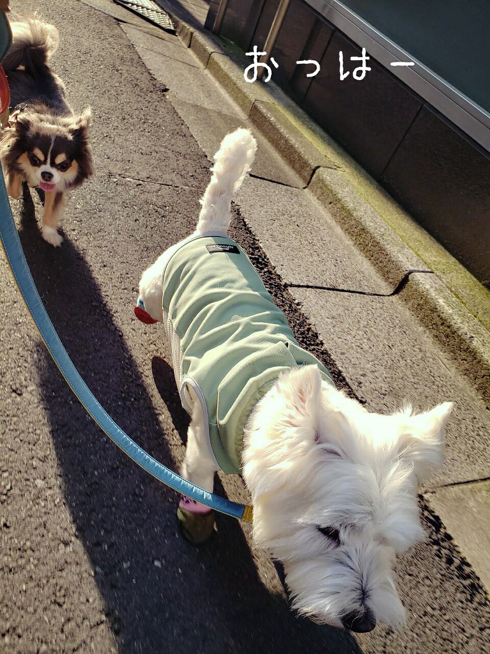 ゆきちこの日記 たかシェフのおうちごはん と 白い犬 と チワワ Powered By ライブドアブログ