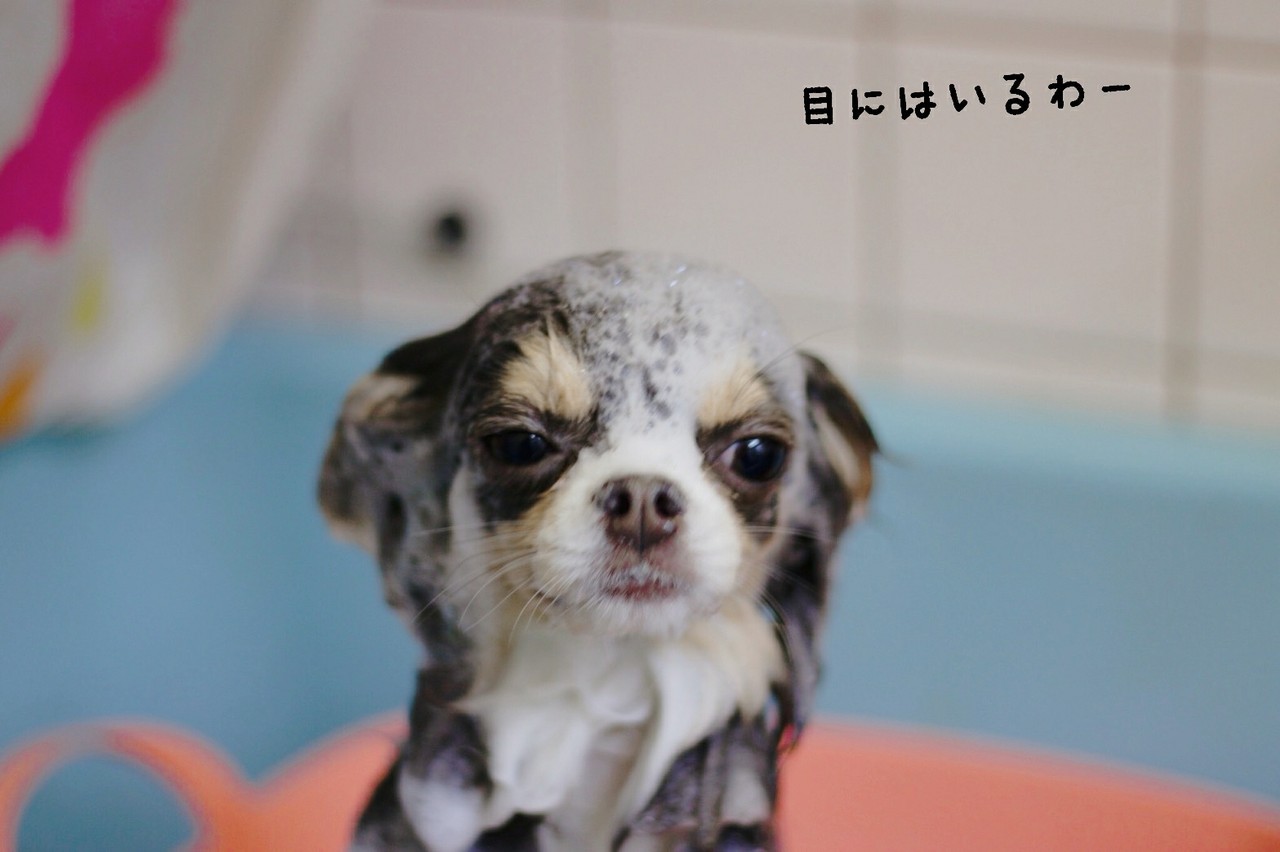 チワワ トリミング中 たかシェフのおうちごはん と 白い犬 と チワワ Powered By ライブドアブログ チワワ トリミング中 たかシェフのおうちごはん と 白い犬 と チワワ Powered By ライブドアブログ