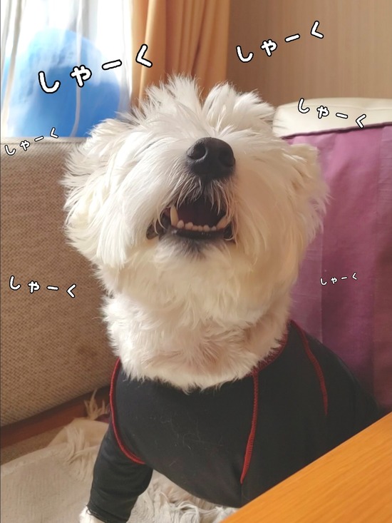 “すいか”を楽しむ。犬も飼い主も。