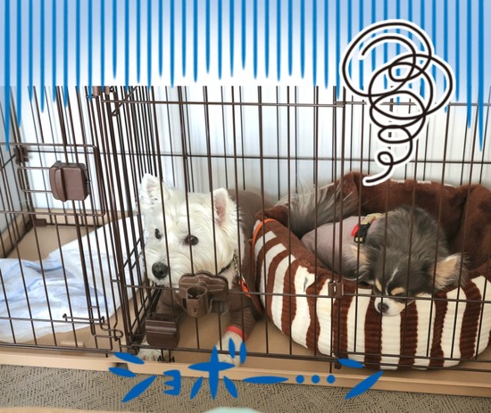 23-05-13-09-20-27-232_deco