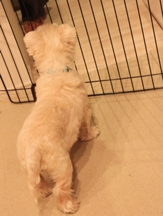 【犬】はじめてのおうち注射