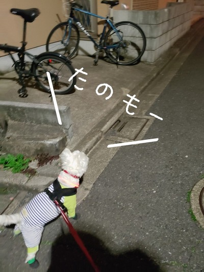 【犬】お散歩。ニャンコロードに突入する