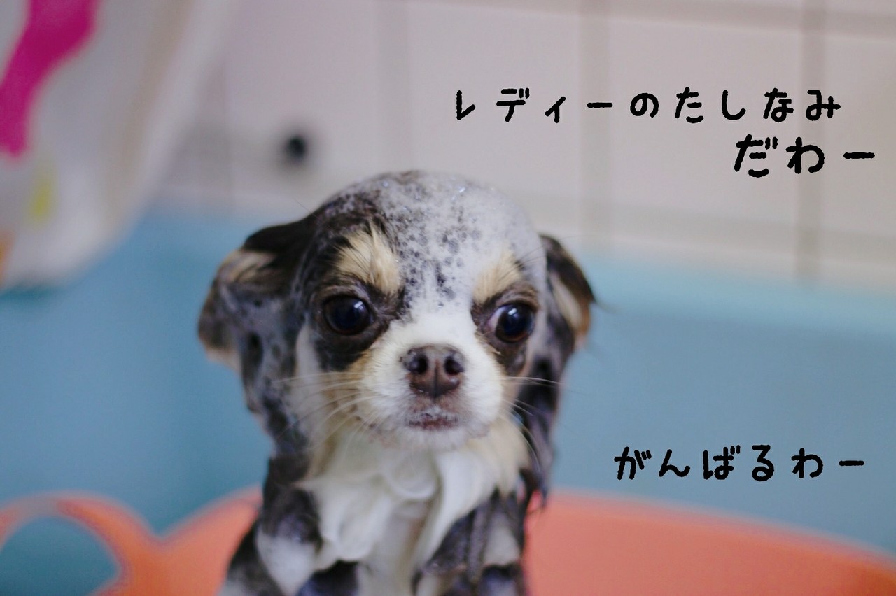 チワワ トリミング中 たかシェフのおうちごはん と 白い犬 と チワワ Powered By ライブドアブログ チワワ トリミング中 たかシェフのおうちごはん と 白い犬 と チワワ Powered By ライブドアブログ