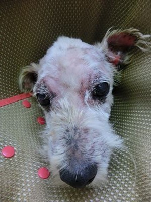 ブランカ引き取り