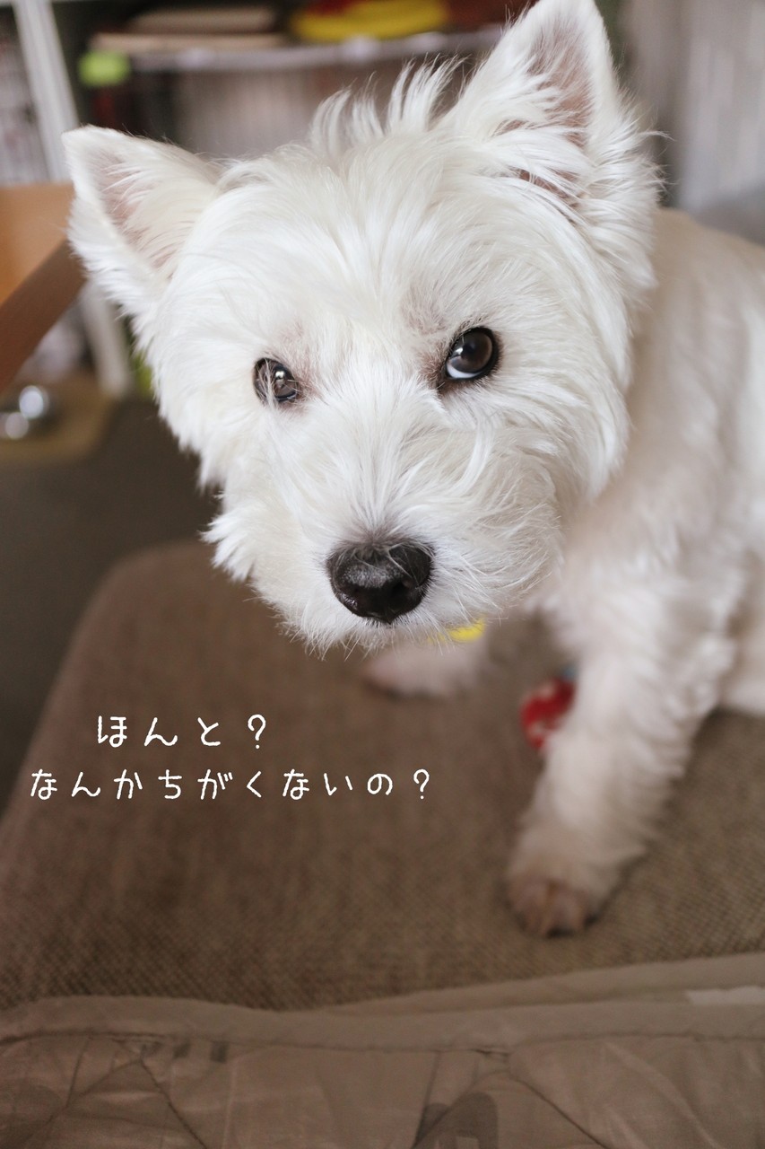 想像と違う まめしばバームクーヘン たかシェフのおうちごはん と 白い犬 と チワワ Powered By ライブドアブログ 想像と違う まめしばバームクーヘン たかシェフのおうちごはん と 白い犬 と チワワ Powered By ライブドアブログ
