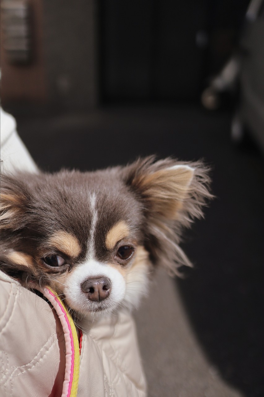 チワワ おでかけ たかシェフのおうちごはん と 白い犬 と チワワ Powered By ライブドアブログ