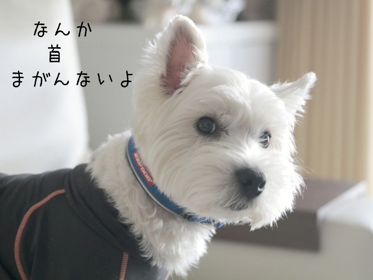 ウエスティ 失敗感漂う首輪 たかシェフのおうちごはん と 白い犬 と チワワ Powered By ライブドアブログ