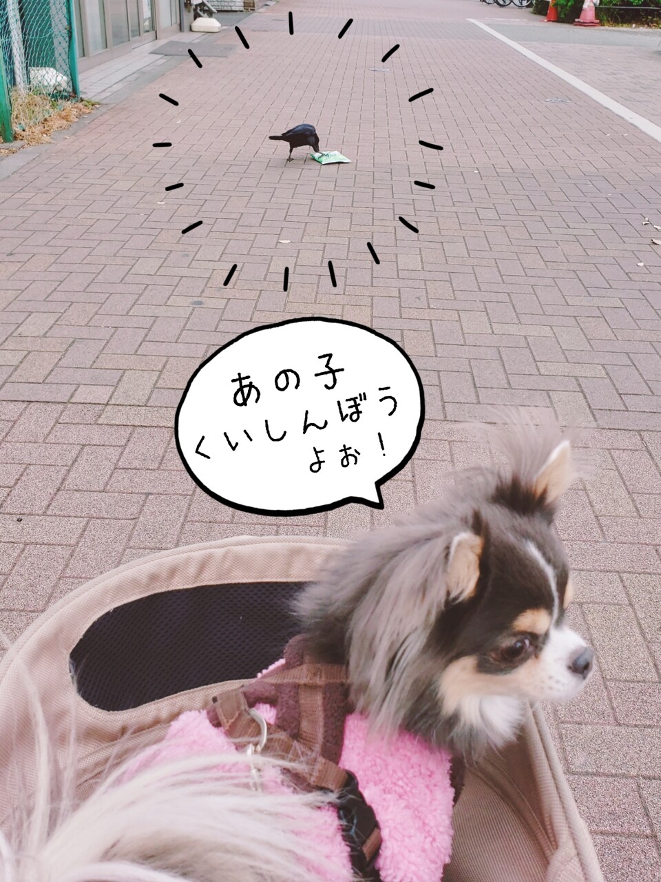 味のわかるカラス たかシェフのおうちごはん と 白い犬 と チワワ Powered By ライブドアブログ