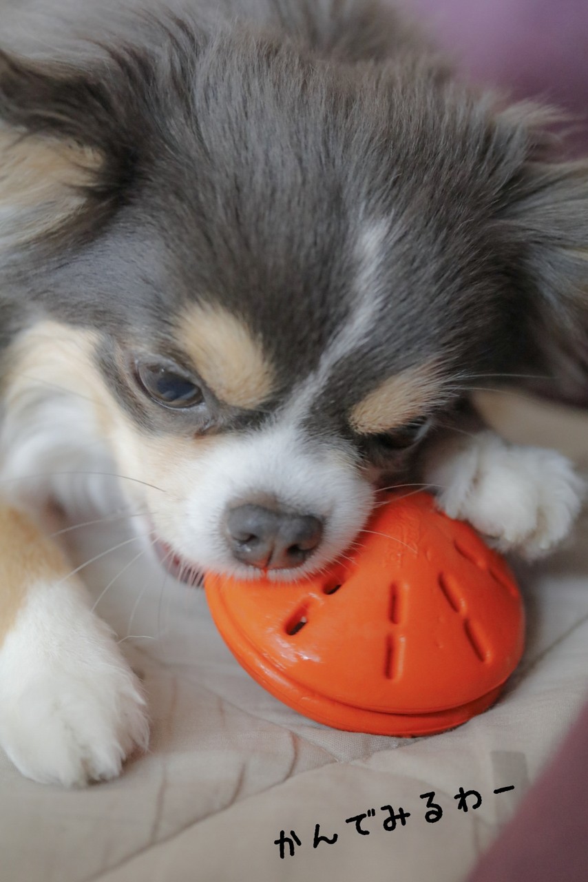 チワワ お気に入りのおもちゃ ビジーバディツイスト たかシェフのおうちごはん と 白い犬 と チワワ Powered By ライブドアブログ