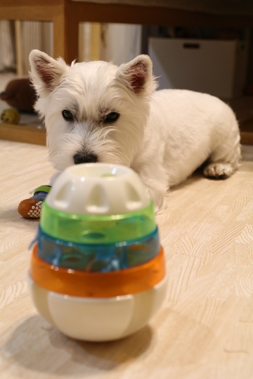 【犬】それぞれの夜